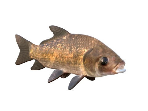 50 Fish Sea Creatures Collection fishes v1 3D Model