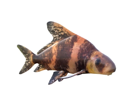 50 Fish Sea Creatures Collection fishes v1 3D Model