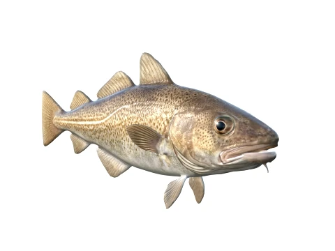 50 Fish Sea Creatures Collection fishes v1 3D Model