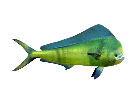 50 Fish Sea Creatures Collection fishes v1 3D Model