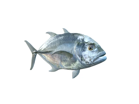 50 Fish Sea Creatures Collection fishes v1 3D Model