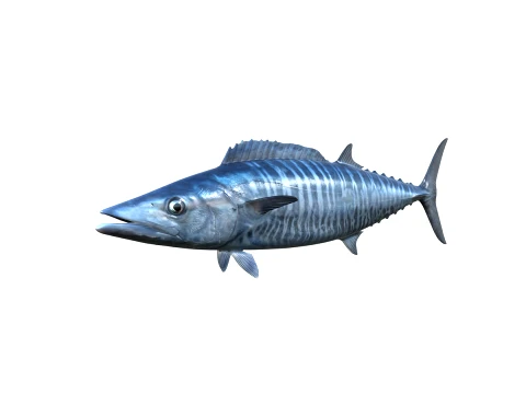 50 Fish Sea Creatures Collection fishes v1 3D Model