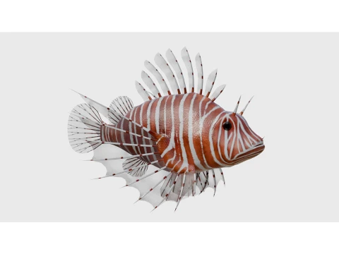50 Fish Sea Creatures Collection fishes v1 3D Model