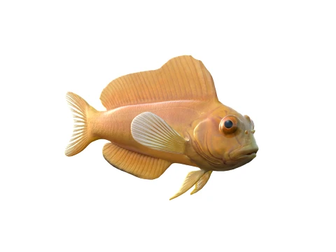 50 Fish Sea Creatures Collection fishes v1 3D Model