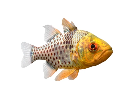 50 Fish Sea Creatures Collection fishes v1 3D Model