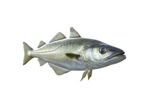 50 Fish Sea Creatures Collection fishes v1 3D Model