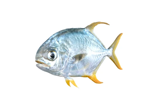 50 Fish Sea Creatures Collection fishes v1 3D Model