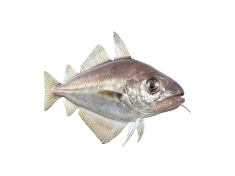 50 Fish Sea Creatures Collection fishes v1 3D Model