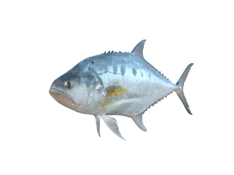 50 Fish Sea Creatures Collection fishes v1 3D Model