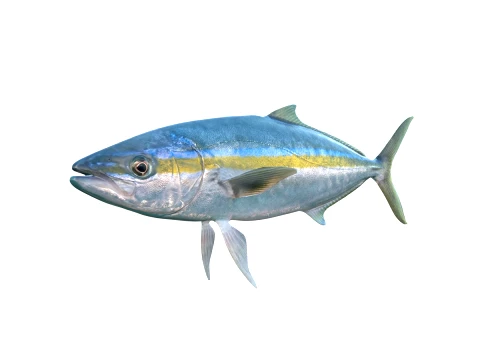 50 Fish Sea Creatures Collection fishes v1 3D Model