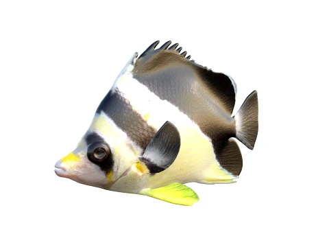 50 Fish Sea Creatures Collection fishes v1 3D Model