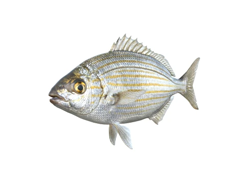 50 Fish Sea Creatures Collection fishes v1 3D Model