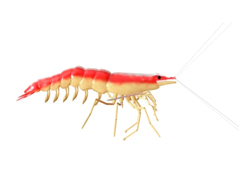 50 Fish Sea Creatures Collection fishes v1 3D Model