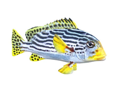 50 Fish Sea Creatures Collection fishes v1 3D Model