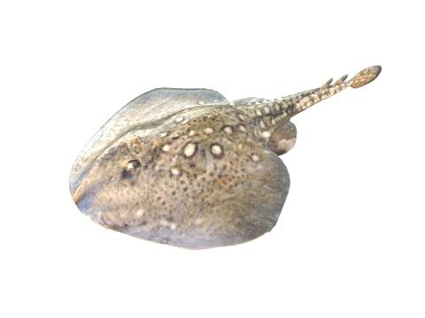 50 Fish Sea Creatures Collection fishes v1 3D Model