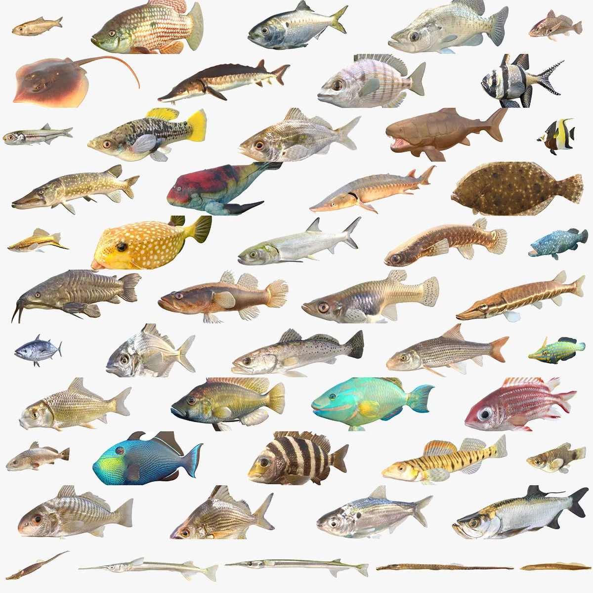 50 Fish Sea Creatures Collection v2 3D Model .c4d .max .obj .3ds .fbx .stl .blend 