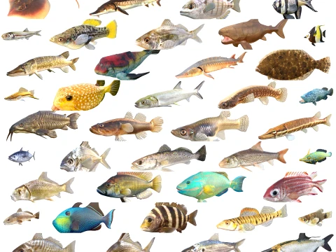 50 Fish Sea Creatures Collection v2 3D Model
