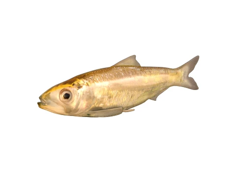 50 Fish Sea Creatures Collection v2 3D Model