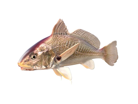 50 Fish Sea Creatures Collection v2 3D Model