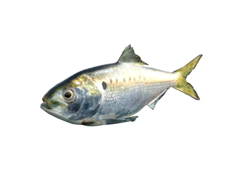 50 Fish Sea Creatures Collection v2 3D Model