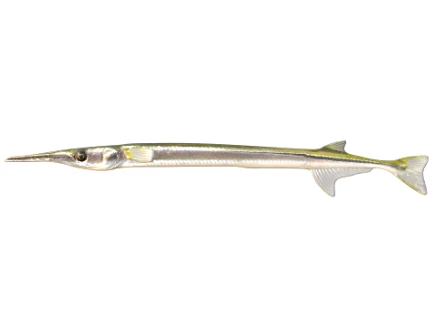 50 Fish Sea Creatures Collection v2 3D Model