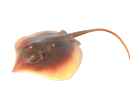 50 Fish Sea Creatures Collection v2 3D Model