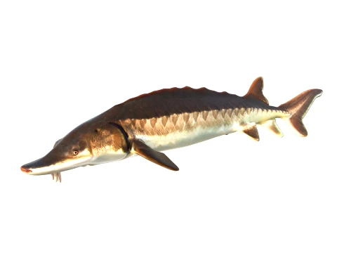 50 Fish Sea Creatures Collection v2 3D Model