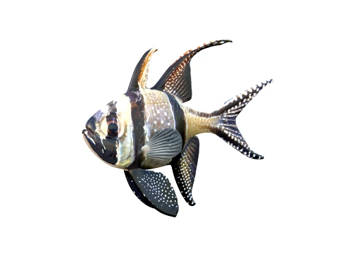 50 Fish Sea Creatures Collection v2 3D Model