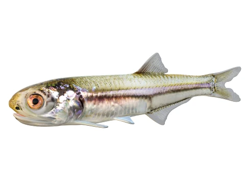 50 Fish Sea Creatures Collection v2 3D Model