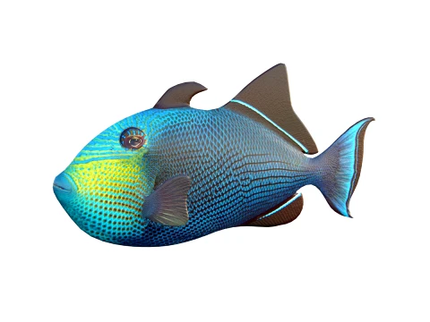50 Fish Sea Creatures Collection v2 3D Model