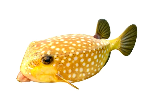 50 Fish Sea Creatures Collection v2 3D Model