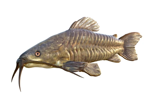 50 Fish Sea Creatures Collection v2 3D Model