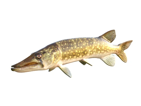 50 Fish Sea Creatures Collection v2 3D Model