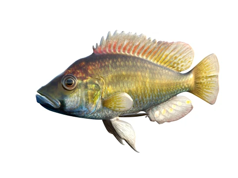 50 Fish Sea Creatures Collection v2 3D Model