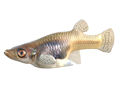 50 Fish Sea Creatures Collection v2 3D Model