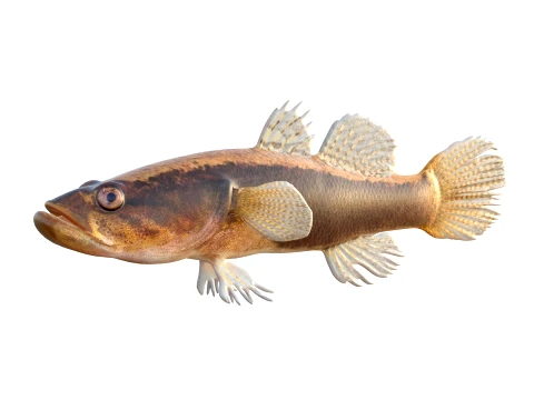 50 Fish Sea Creatures Collection v2 3D Model