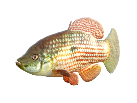 50 Fish Sea Creatures Collection v2 3D Model