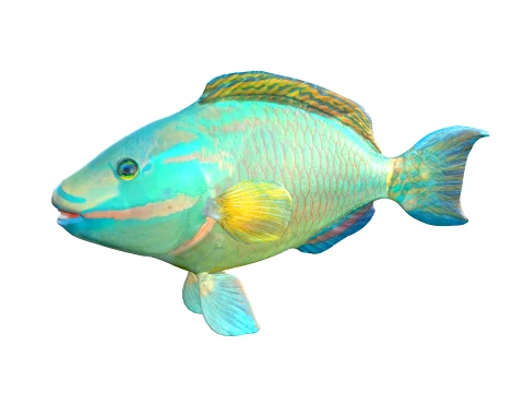50 Fish Sea Creatures Collection v2 3D Model