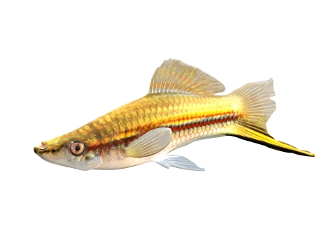 50 Fish Sea Creatures Collection v2 3D Model