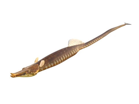 50 Fish Sea Creatures Collection v2 3D Model