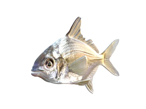 50 Fish Sea Creatures Collection v2 3D Model