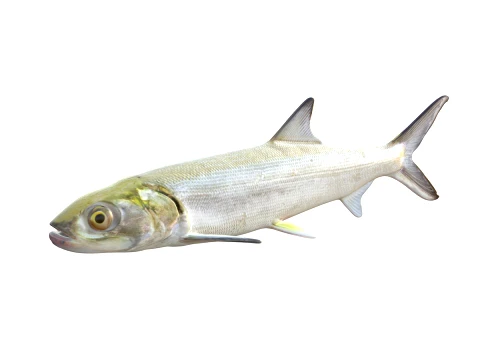 50 Fish Sea Creatures Collection v2 3D Model