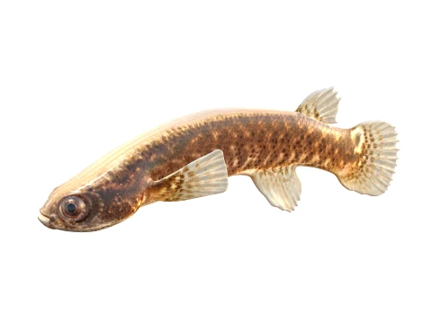 50 Fish Sea Creatures Collection v2 3D Model