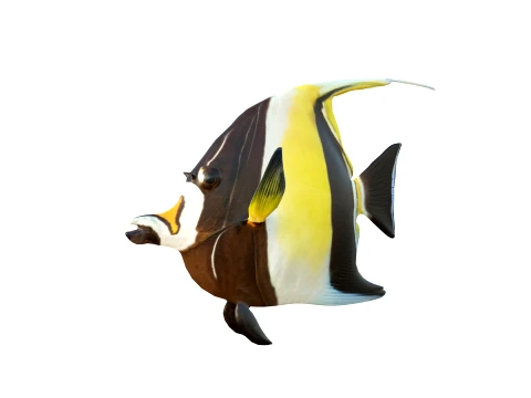 50 Fish Sea Creatures Collection v2 3D Model