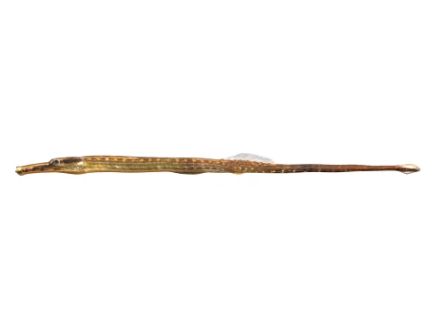 50 Fish Sea Creatures Collection v2 3D Model