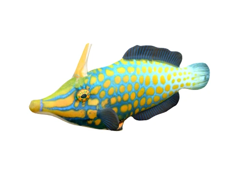 50 Fish Sea Creatures Collection v2 3D Model