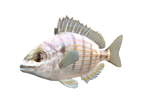 50 Fish Sea Creatures Collection v2 3D Model