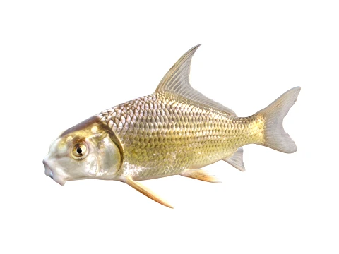 50 Fish Sea Creatures Collection v2 3D Model