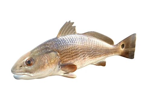 50 Fish Sea Creatures Collection v2 3D Model