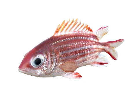 50 Fish Sea Creatures Collection v2 3D Model